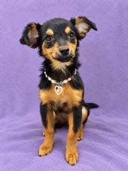 Daisy -  Chihuahua and Spaniel Dog for Adoption in Lodi, California - Daisy | PetCurious
