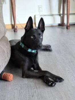 Nala -  Shepherd Dog for Adoption in Standish, Michigan - Nala | PetCurious
