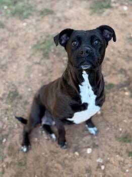 Rescue Mixed Breed Dogs for Adoption - Casey | PetCurious