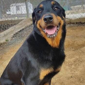 Rottweiler Dogs Available for Adoption in Lincoln University, Pennsylvania - Meri | PetCurious