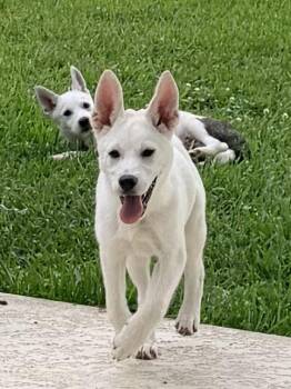 Husky and Australian Shepherd Dogs Available for Adoption in Baker, Louisiana - Marshmallow  | PetCurious