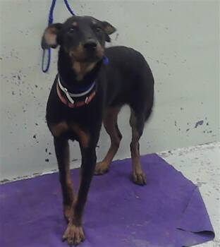 RONAN -  Black And Tan Coonhound and Mixed Breed Dog for Adoption in Houston, Texas - RONAN | PetCurious