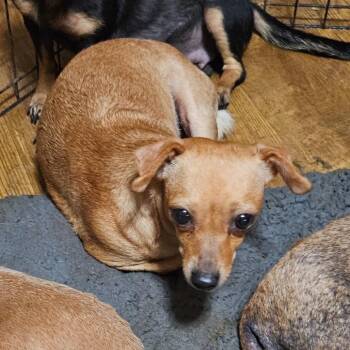Chihuahua and Mixed Breed Dogs Available for Adoption - Trudy | PetCurious