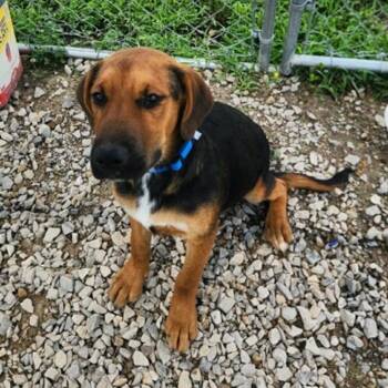 Ducky -  Beagle and Labrador Retriever Dog for Adoption in Erie, Pennsylvania - Ducky | PetCurious