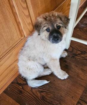 Great Pyrenees and Australian Cattle Dog Blue Heeler Dogs Available for Adoption - Chantz | PetCurious