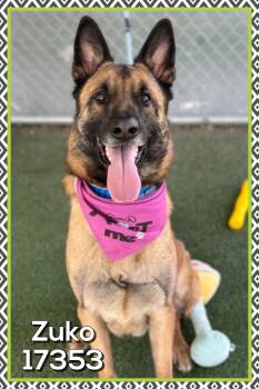German Shepherd Dog and Belgian Shepherd Malinois Dogs Available for Adoption - ZUKO (also See AZULA) | PetCurious