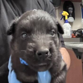 Dracula -  Shepherd and Mixed Breed Dog for Adoption in Yuma, Arizona - Dracula | PetCurious