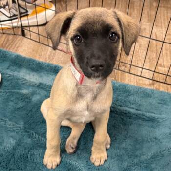 1009 (2026) Potato -  Cattle Dog and Mixed Breed Dog for Adoption in Parker, Colorado - 1009 (2026) Potato | PetCurious