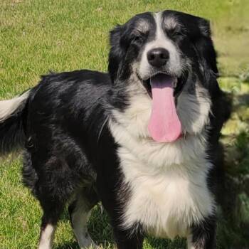 Alaskan Malamute and Golden Retriever Dogs Available for Adoption in Lincoln, Illinois - Maya | PetCurious