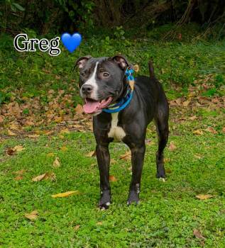 Terrier Dogs Available for Adoption in Boca Raton, Florida - Greg | PetCurious