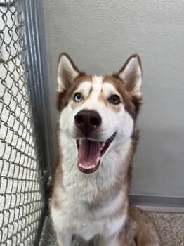 Sweet Cakes -  Husky and Mixed Breed Dog for Adoption in Auburn, Indiana - Sweet Cakes | PetCurious