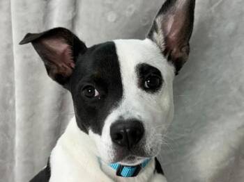 Indy -  Pit Bull Terrier and Mixed Breed Dog for Adoption in Portland, Oregon - Indy | PetCurious