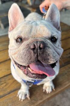 Rescue French Bulldog and American Bully Dogs for Adoption in Benbrook, Texas - Mister French | PetCurious
