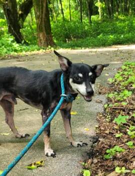 Rex -  Chihuahua Dog for Adoption in Lawrenceburg, Tennessee - Rex | PetCurious