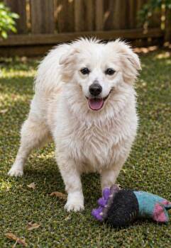 Pomeranian and Chihuahua Dogs Available for Adoption in Jacksonville, Florida - Leo | PetCurious