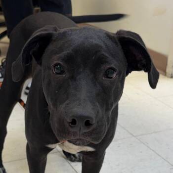 Jaxson -  Black Labrador Retriever and Mixed Breed Dog for Adoption in Jacksonville, Arkansas - Jaxson | PetCurious