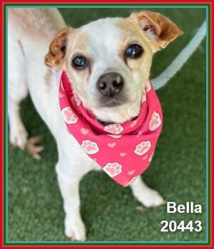 BELLA -  Chihuahua and Terrier Dog for Adoption in Marietta, Georgia - BELLA | PetCurious