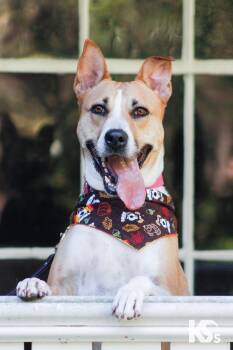 Charmy -  Basenji and Rhodesian Ridgeback Dog for Adoption - Charmy | PetCurious