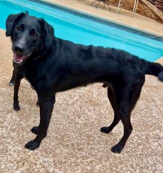 Rescue Mixed Breed Dogs for Adoption in Sandy Springs, Georgia - Ralph | PetCurious