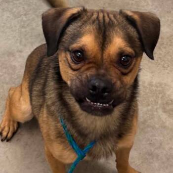 Willard -  Pug and Beagle Dog for Adoption in Incline Village, Nevada - Willard | PetCurious