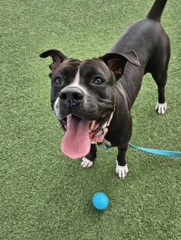 Nivada -  Pit Bull Terrier Dog for Adoption in Cleveland, Ohio - Nivada | PetCurious