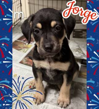 Jorge -  Hound Dog for Adoption in Ringwood, New Jersey - Jorge | PetCurious