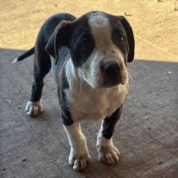 Mixed Breed Dogs Available for Adoption - Nala | PetCurious