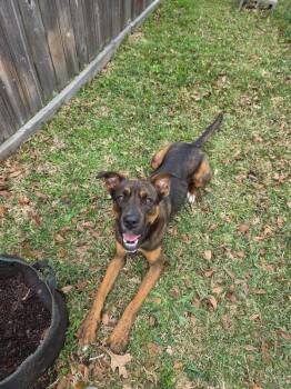 Mixed Breed Dogs Available for Adoption - Tiv | PetCurious