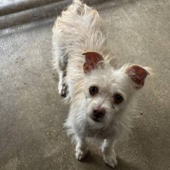 Rescue Terrier Dogs for Adoption in Sonoma, California - Rosalie | PetCurious