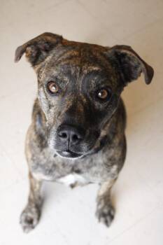Aries -  Mountain Cur Dog for Adoption in Morgantown, Kentucky - Aries | PetCurious