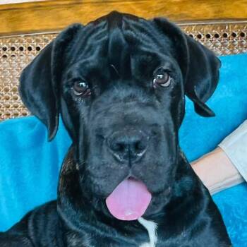 Candy Cane -  Cane Corso Dog for Adoption in Boerne, Texas - Candy Cane | PetCurious