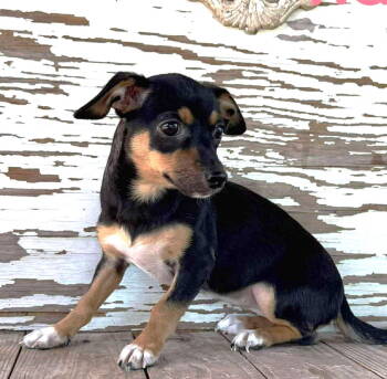 Rescue Jack Russell Terrier and Rat Terrier Dogs for Adoption in Rockaway, New Jersey - Raven Rogers | PetCurious