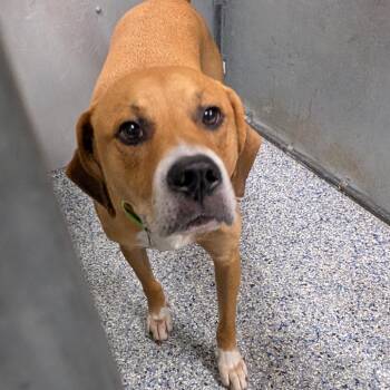 Kakachi -  Labrador Retriever and Mixed Breed Dog for Adoption in Greenville, South Carolina - Kakachi | PetCurious