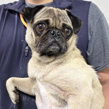 LEELO -  Pug Dog for Adoption in Ontario, California - LEELO | PetCurious