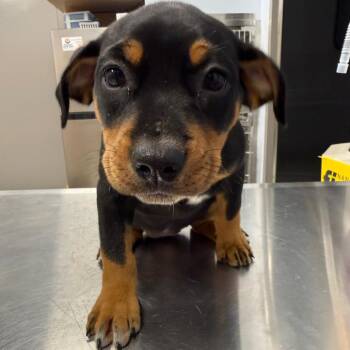Piper -  Mixed Breed Dog for Adoption in Madisonville, Tennessee - Piper | PetCurious