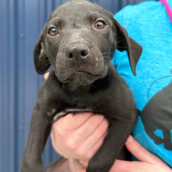 Glory -  Labrador Retriever and Mixed Breed Dog for Adoption in Matteson, Illinois - Glory | PetCurious