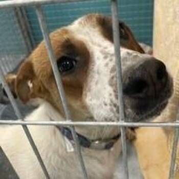Lena -  Australian Cattle Dog Blue Heeler Dog for Adoption in Torrey, Utah - Lena | PetCurious