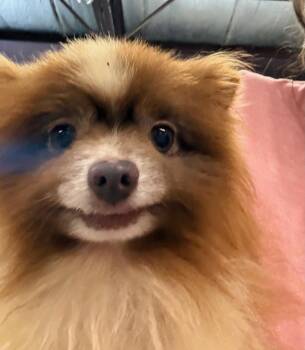 Chocolate Chip -  Pomeranian Dog for Adoption in Gilberts, Illinois - Chocolate Chip | PetCurious