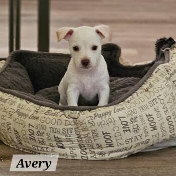 Avery -  Chihuahua and Terrier Dog for Adoption in Lafayette, California - Avery | PetCurious