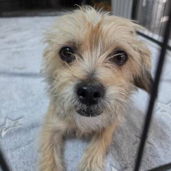 Mabel Mora (fka Momma) -  Terrier Dog for Adoption in Redmond, Washington - Mabel Mora (fka Momma) | PetCurious