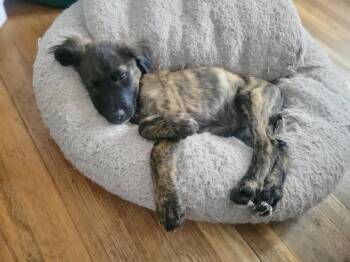 Smoky -  Hound and Shepherd Dog for Adoption in Greenlawn, New York - Smoky | PetCurious