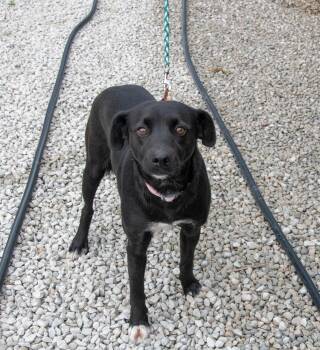 Rescue Black Labrador Retriever and Border Collie Dogs for Adoption in Mayetta, Kansas - Honey | PetCurious