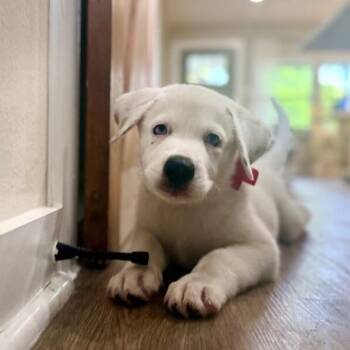Spade Goof Ball Plus -  Great Pyrenees and Labrador Retriever Dog for Adoption in Friendswood, Texas - Spade Goof Ball Plus | PetCurious