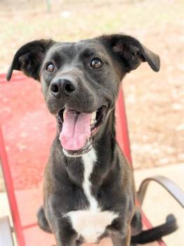 GUMBO -  Labrador Retriever and Mixed Breed Dog for Adoption in St. Peters, Missouri - GUMBO | PetCurious