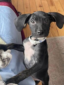 Beagle and Pit Bull Terrier Dogs Available for Adoption - Ziva  | PetCurious