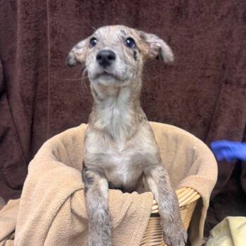 Catahoula Leopard Dog and Hound Dogs Available for Adoption in Belleville, Illinois - Sadie | PetCurious