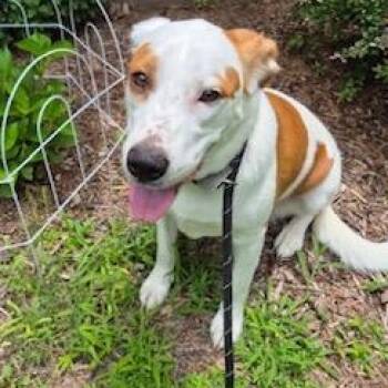 Emma -  Pointer Dog for Adoption in Little Rock, Arkansas - Emma | PetCurious