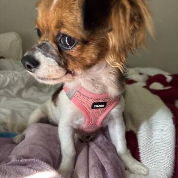 Lotus C-34196 -  Cavalier King Charles Spaniel and Chihuahua Dog for Adoption in Oklahoma City, Oklahoma - Lotus C-34196 | PetCurious