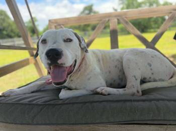 NASH -  American Bulldog and Dalmatian Dog for Adoption in Houston, Texas - NASH | PetCurious
