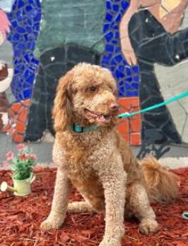 LEONEL -  Goldendoodle Dog for Adoption in Miami, Florida - LEONEL | PetCurious